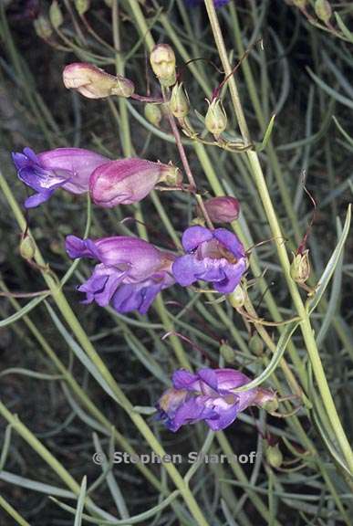 penstemon incertus 1 graphic